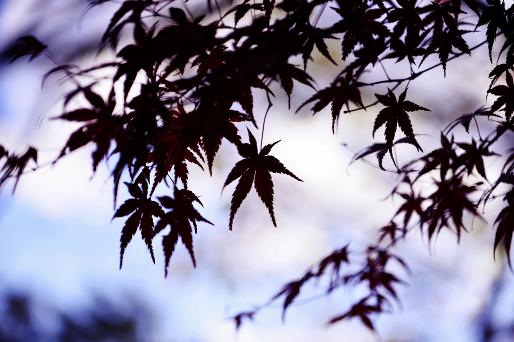 影絵（紅葉の旅３）