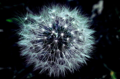 春の花火