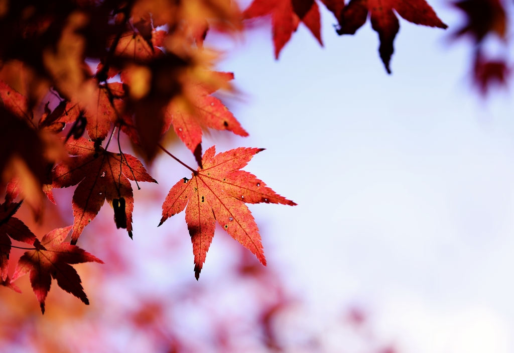 紅葉の旅５