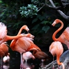 フラミンゴ