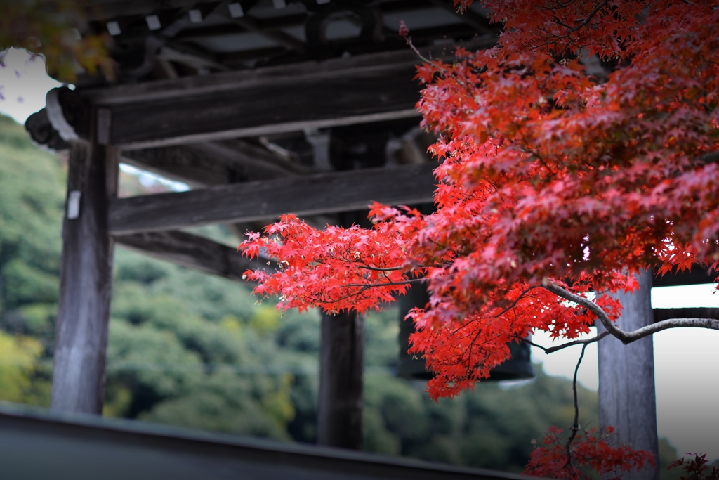 紅葉の旅４