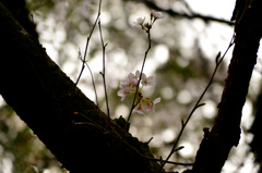 桜の息子