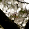 桜の息子