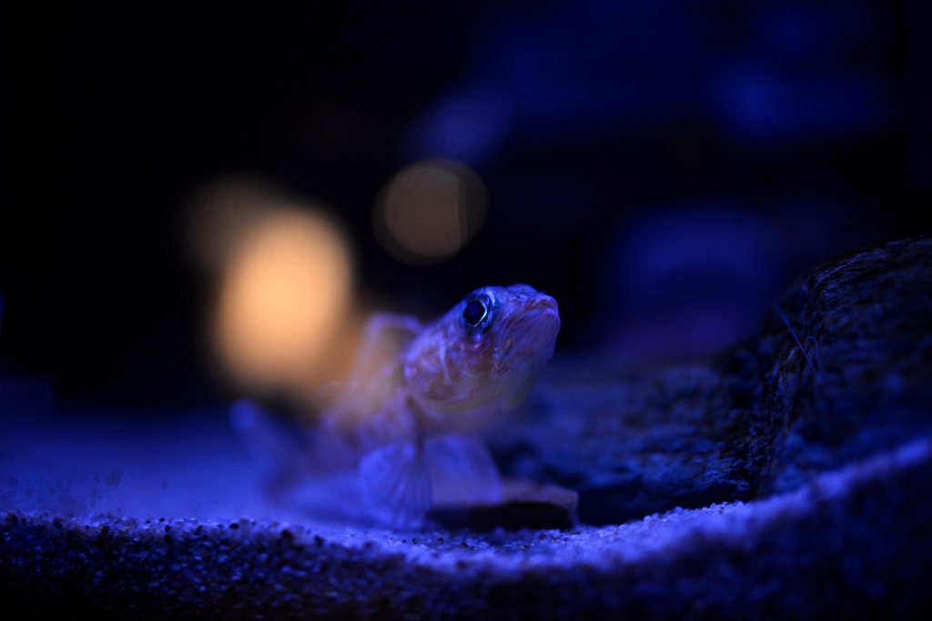 名古屋港水族館