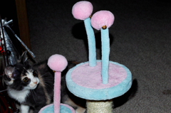 猫遊び