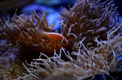 名古屋港水族館