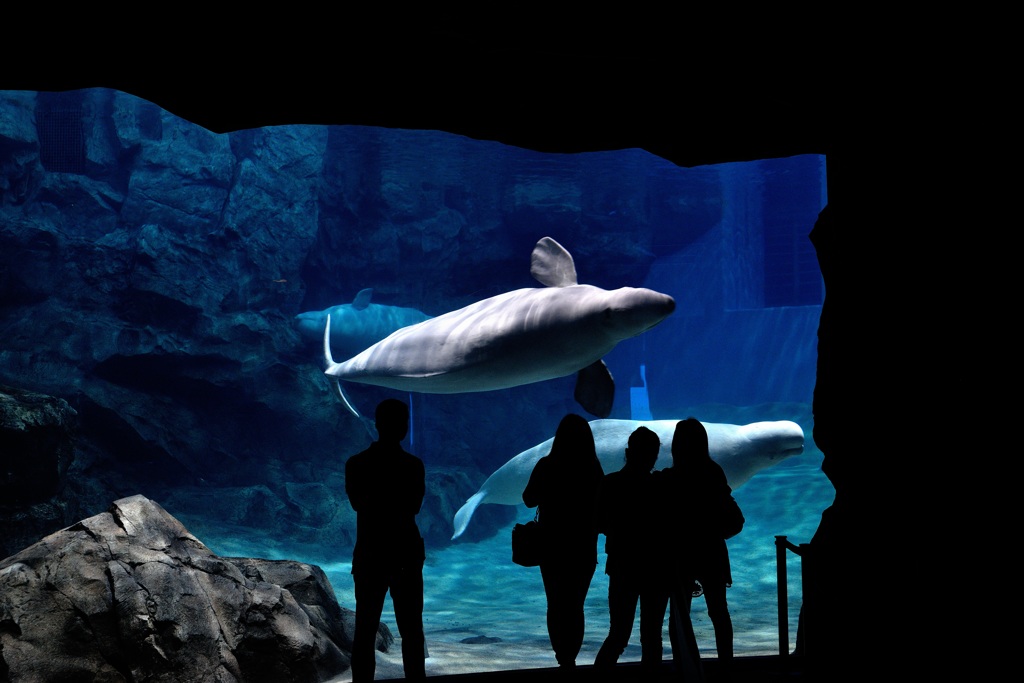 名古屋港水族館