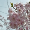 桜８