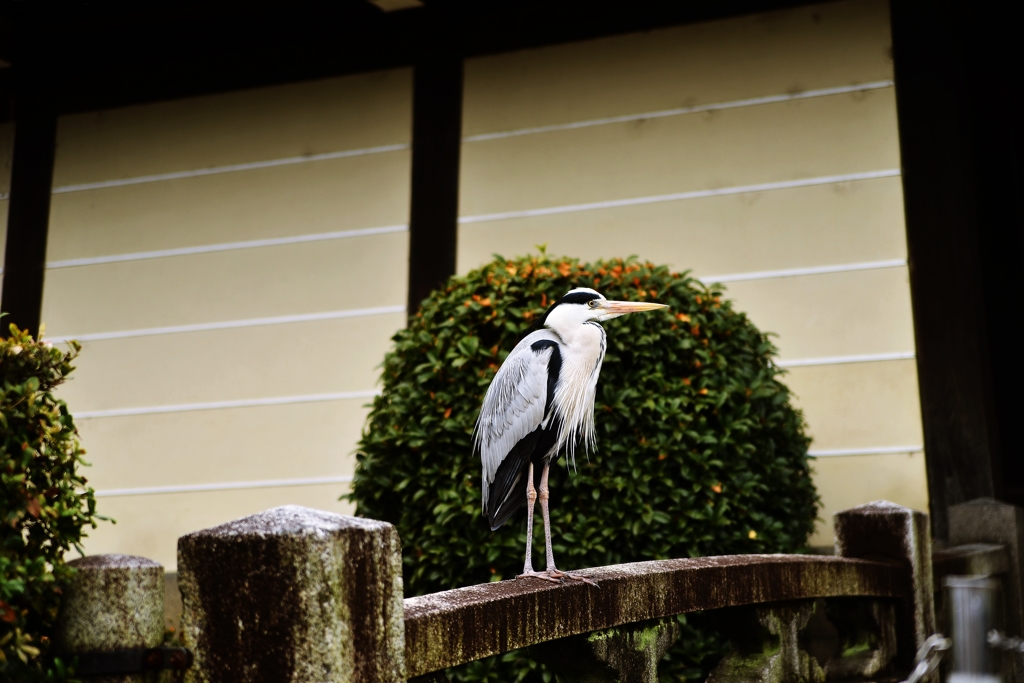 都にたたずむ鷺