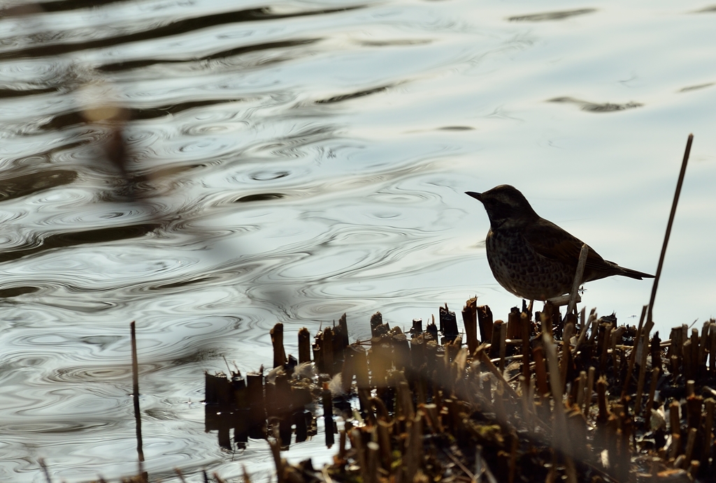 鳥撮り　その２