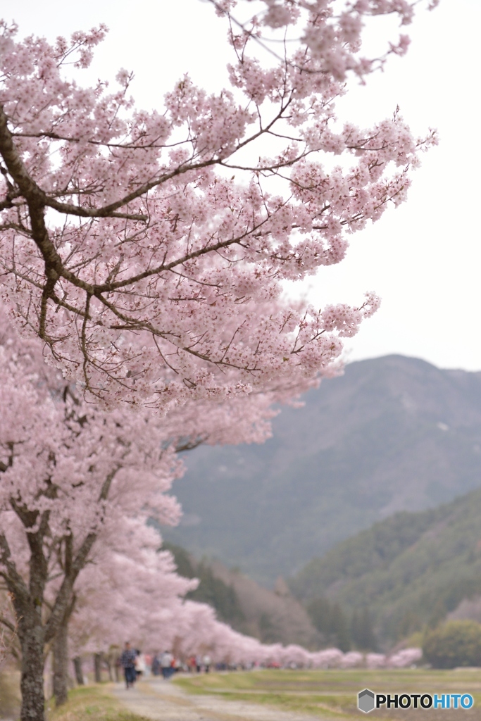 桜一発勝負