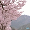 桜一発勝負