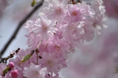 桜６