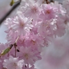 桜６