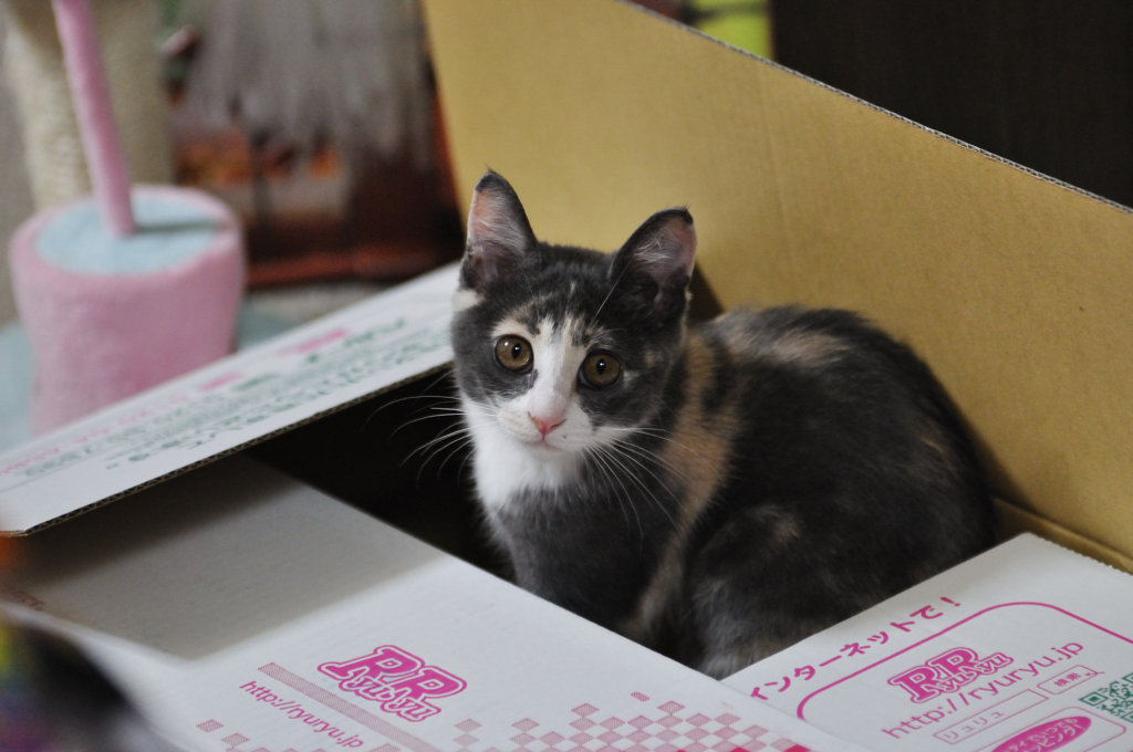 箱猫