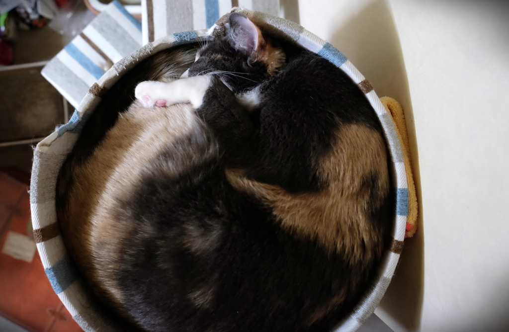 キャットタワー頂上鍋