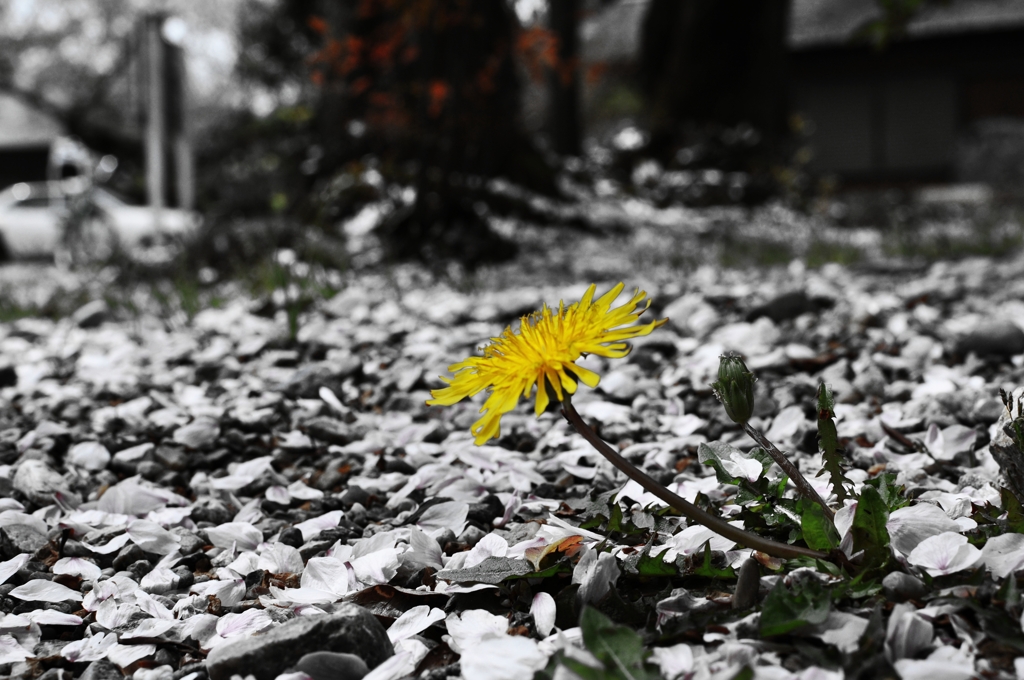 もう一つの春