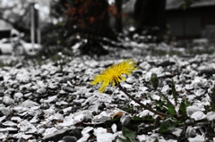 もう一つの春