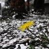 もう一つの春