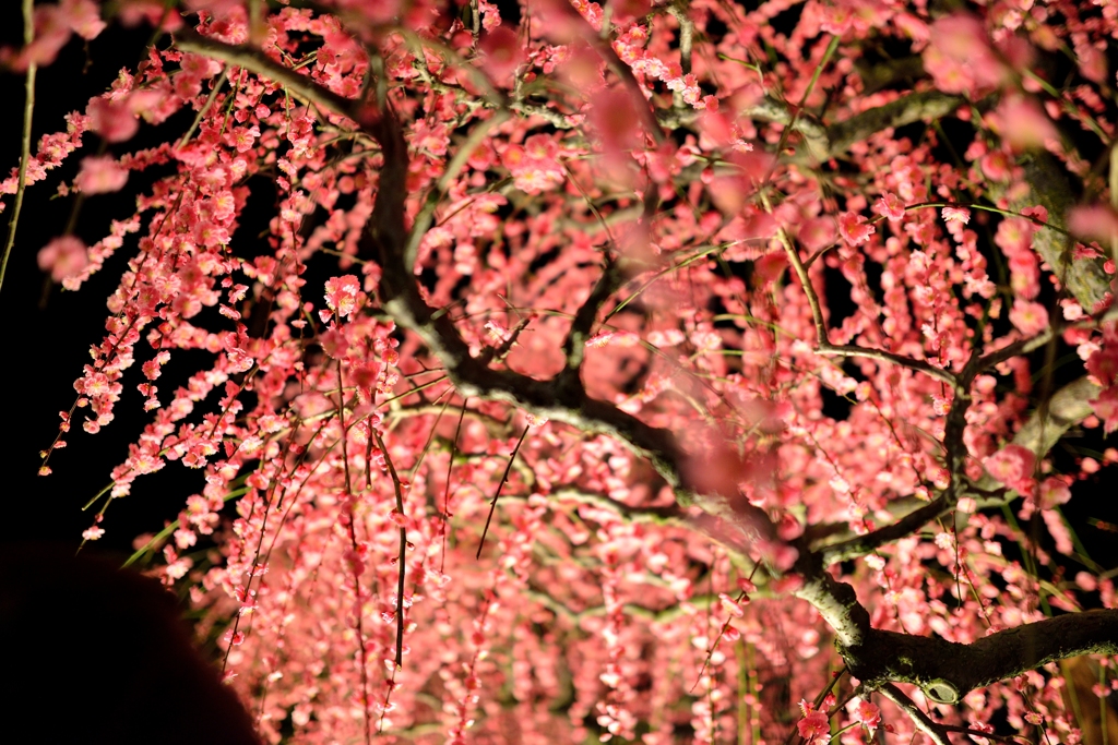 夜梅Ⅱ