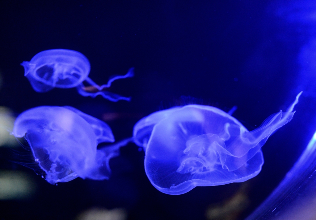 名古屋港水族館
