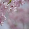 桜７