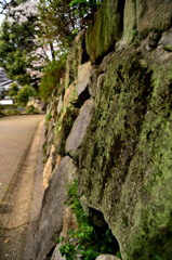 桜を撮りつつ