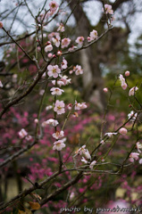 北野天満宮　梅