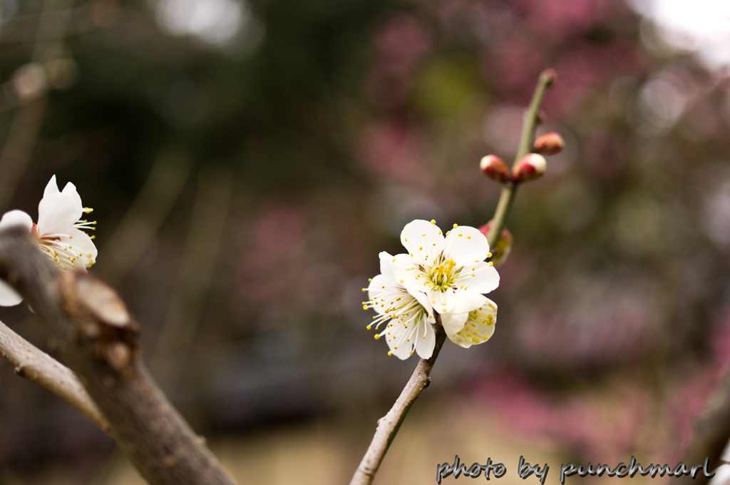 北野天満宮　梅