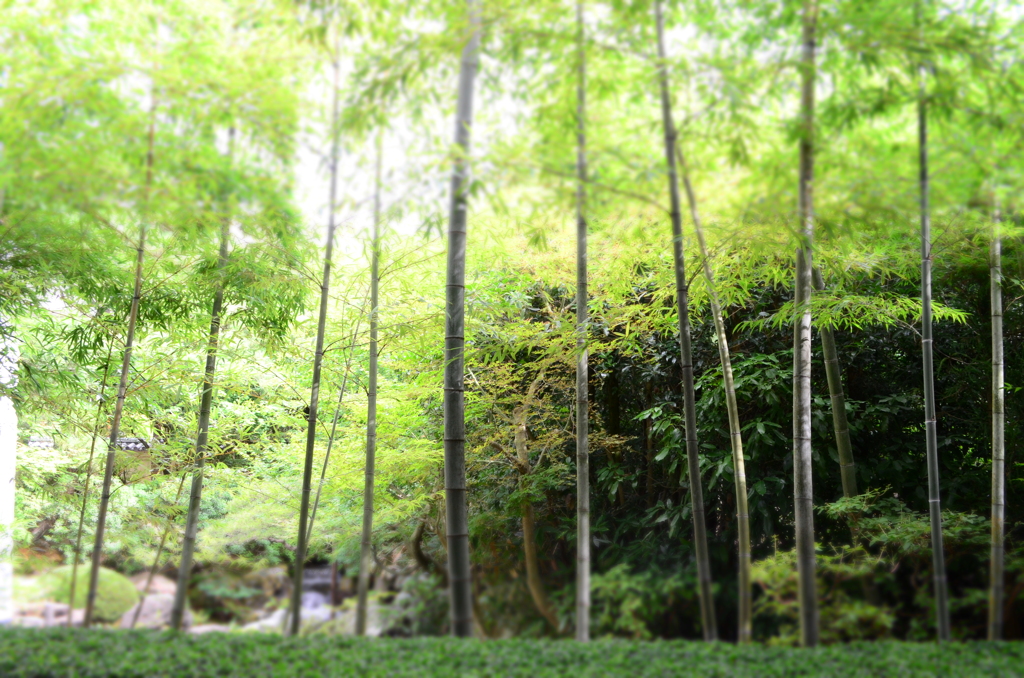 竹林