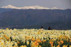 駒ヶ根高原の春