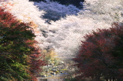 間に合いました四季桜