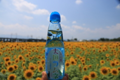 夏　ラムネ　ヒマワリ