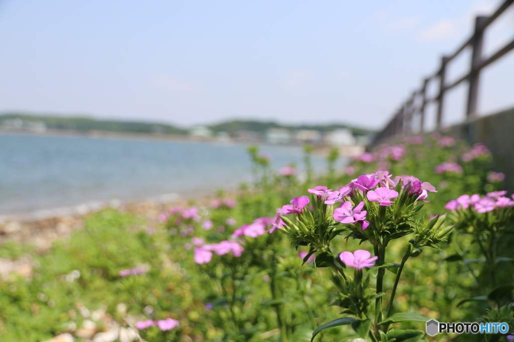 島の花