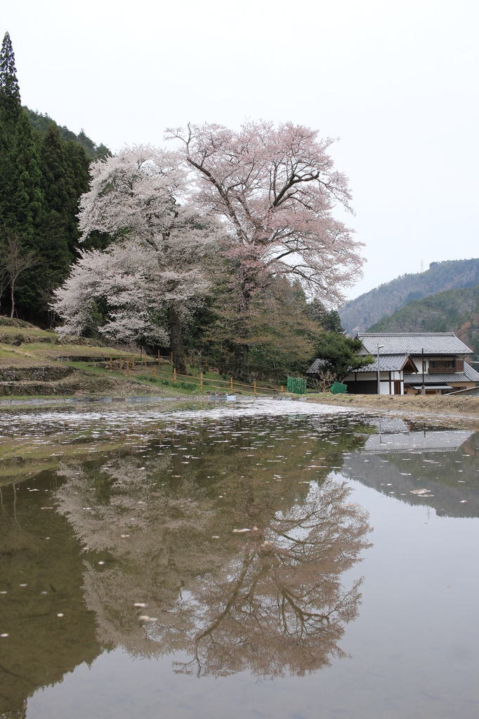 苗代桜