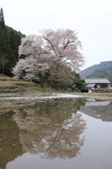 苗代桜
