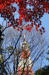 年末紅葉東京タワー