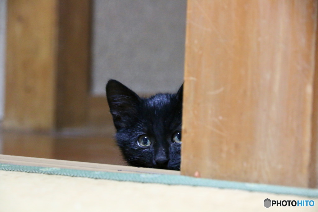 黒猫は見た