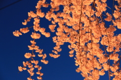 日没　さくら　ライトアップ