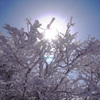 山の白いサンゴ