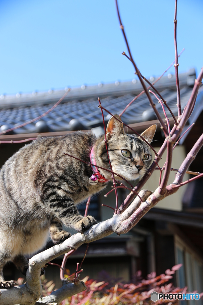 花はまだ？