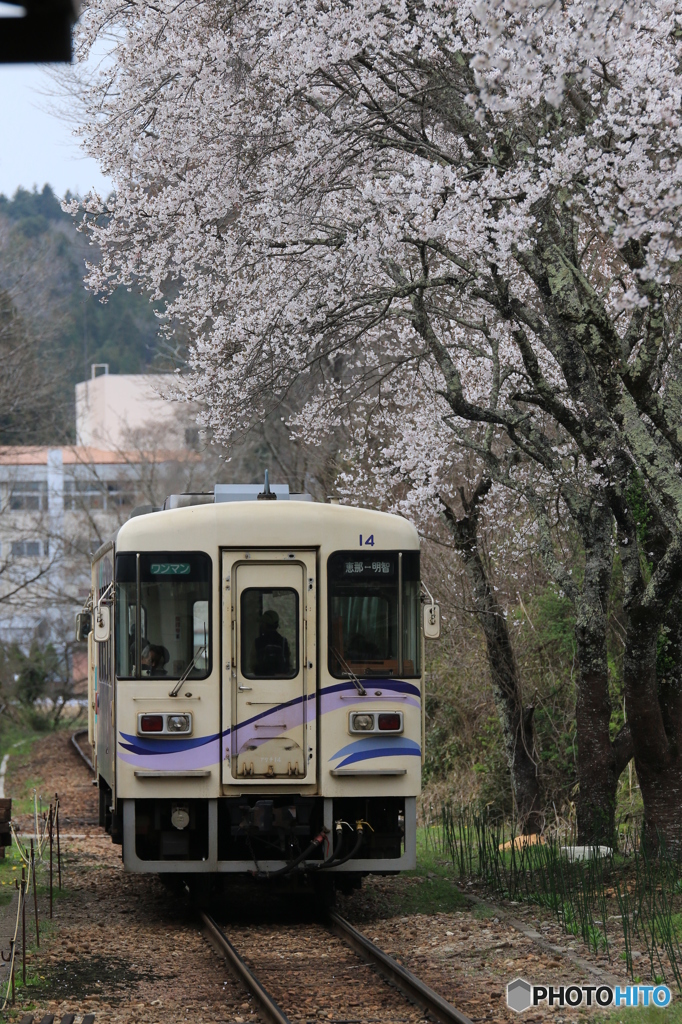 桜咲く明智鉄道