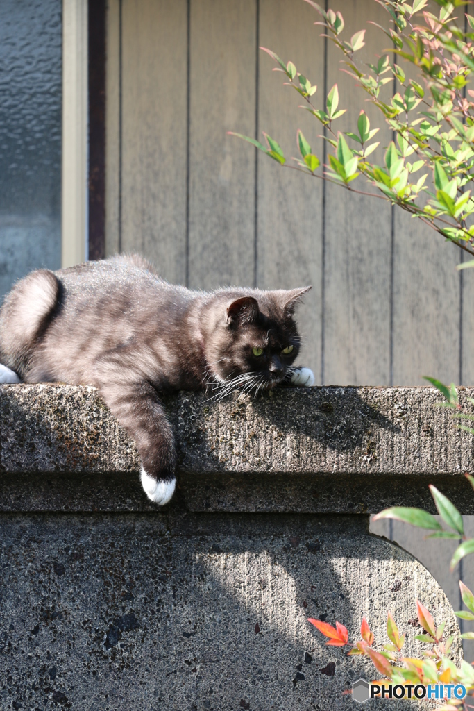 見守るクロスケ