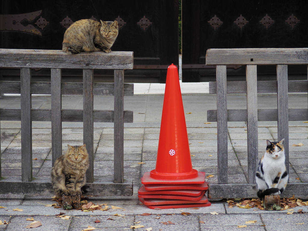 本願寺の３門番猫