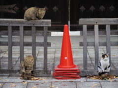 本願寺の３門番猫