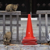 本願寺の３門番猫
