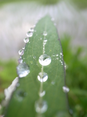梅雨の楽しみ方