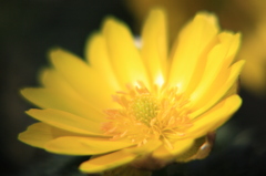 春の始まり福寿草