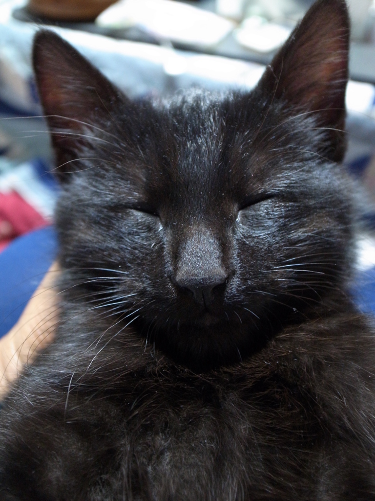 おやすみの黒猫
