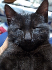 おやすみの黒猫